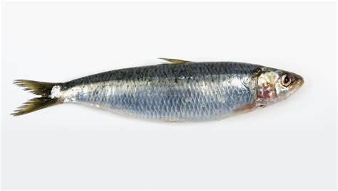 sardine